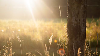 在线短信云呼网